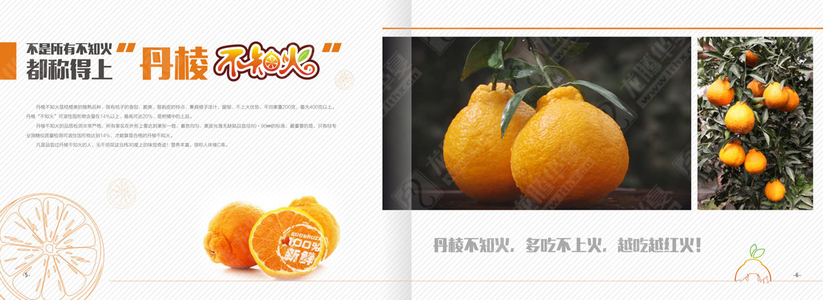 丹棱不知火產(chǎn)品形象宣傳畫(huà)冊設計