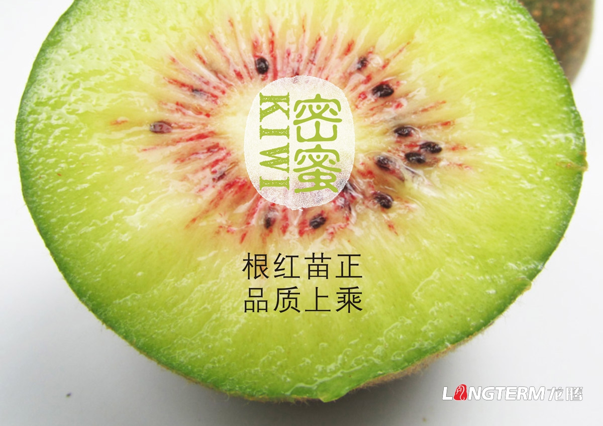 紅心獼猴桃包裝設計|獼猴桃包裝設計|水果包裝設計|獼猴桃品牌形象包裝|獼猴桃形象設計